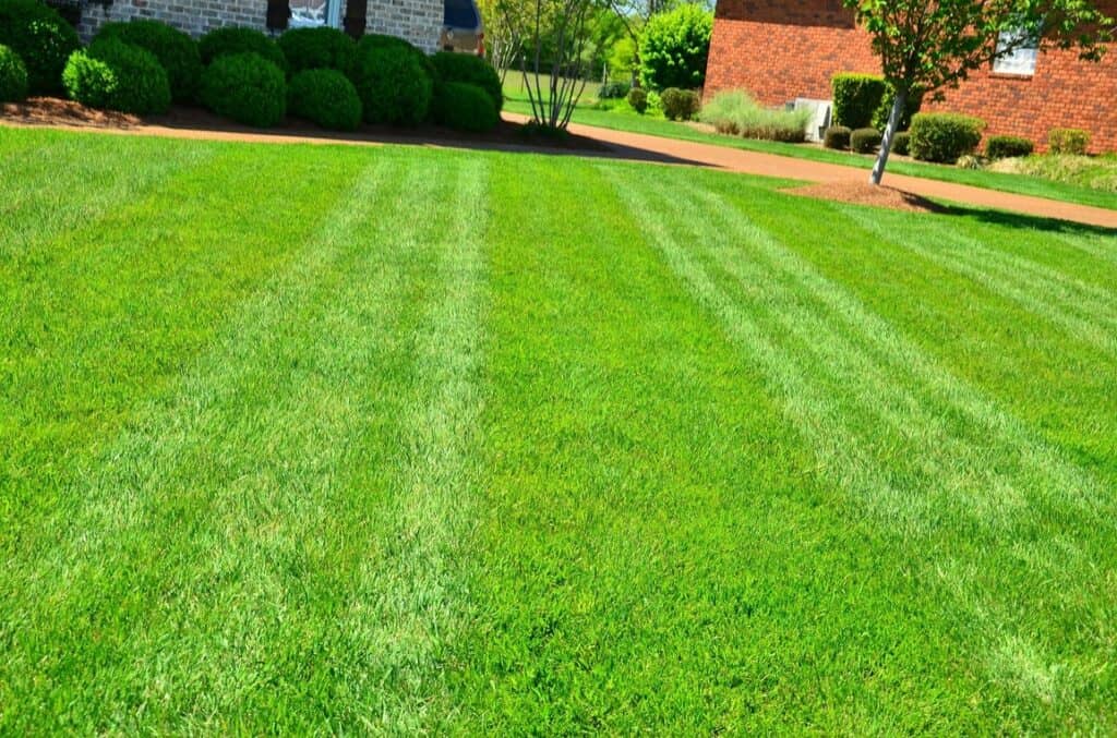 Beautiful looking green lawn that has had lawn care done to it with fertilizer