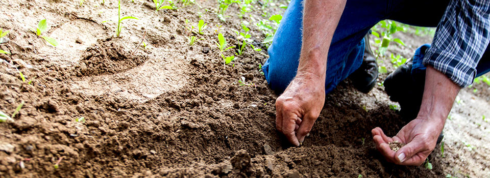 file of dirt
