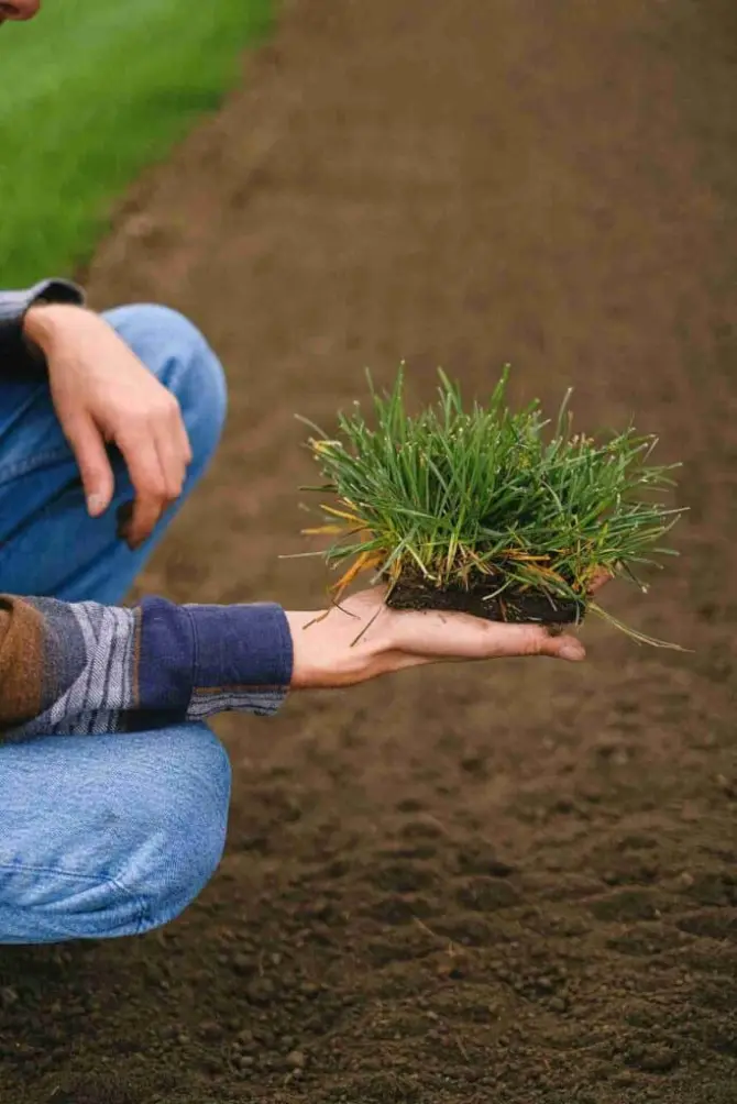topsoil vs compost comparison
