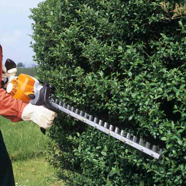 how to trim hedges