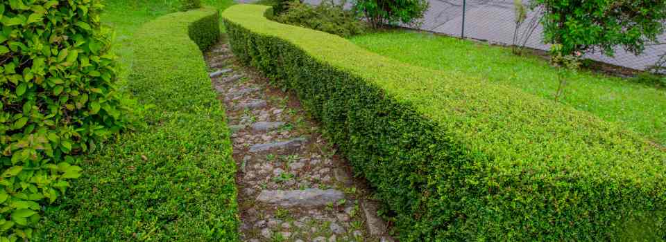 hedge trimming in fraser valley