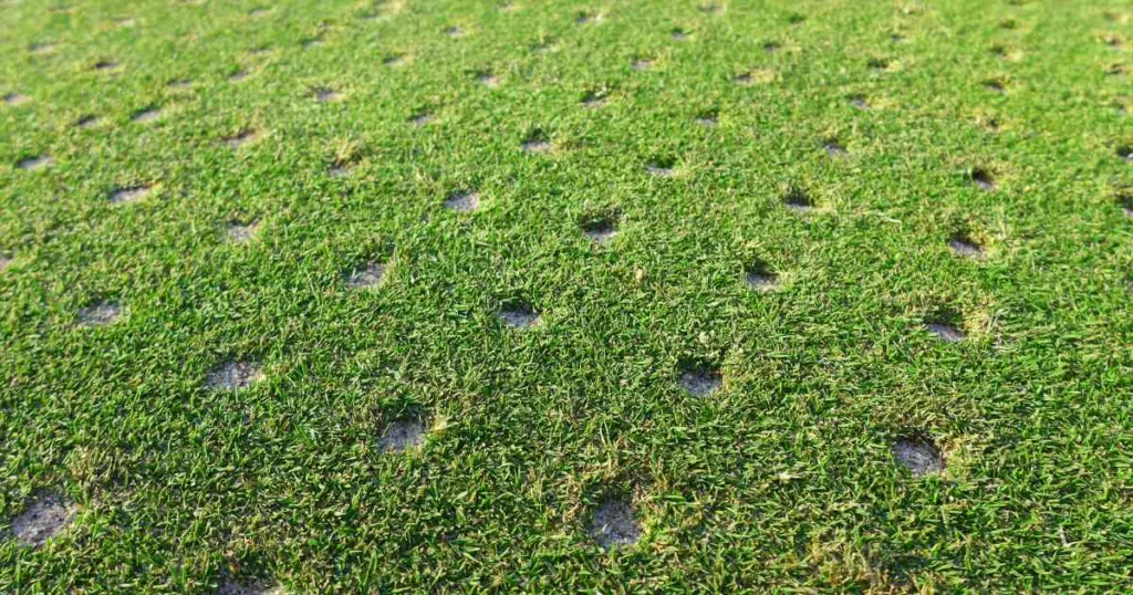 A lawn covered in freshly pulled soil cores after core aeration