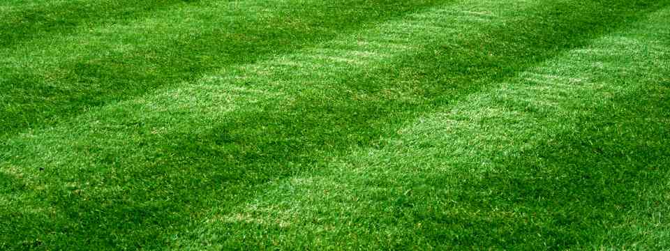 lawn care