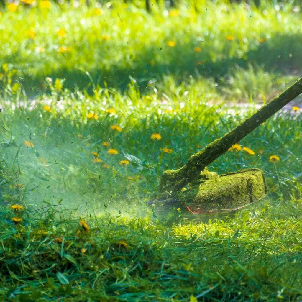 weed wacking the lawn