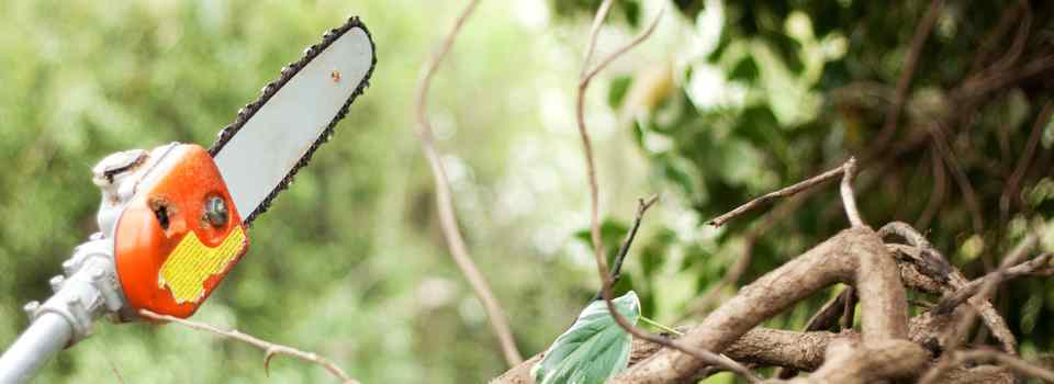 tree trimming service pic