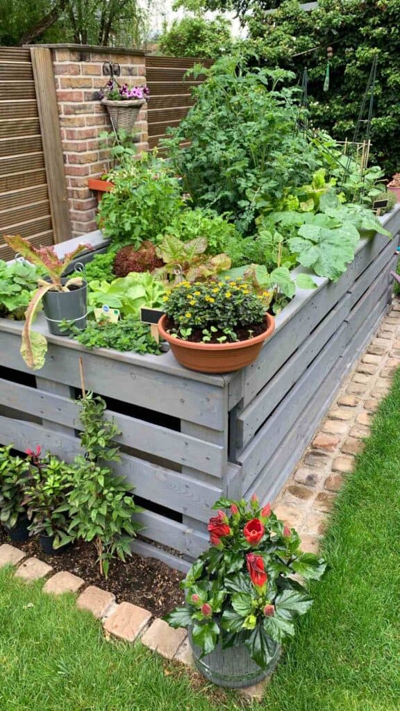 Raised timber garden bed planted with vegetables and herbs