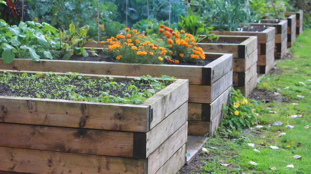 raised garden beds