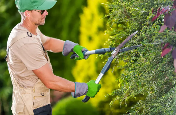 Affordable Hedge Trimming