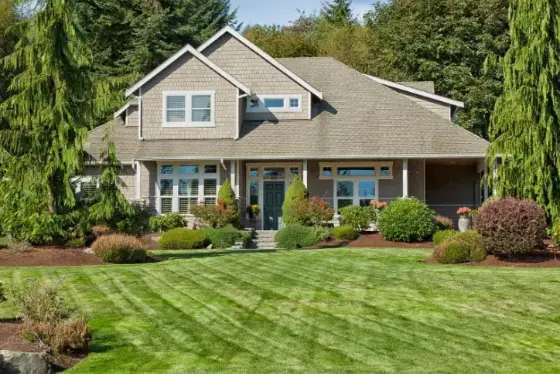 professional lawn care tips
