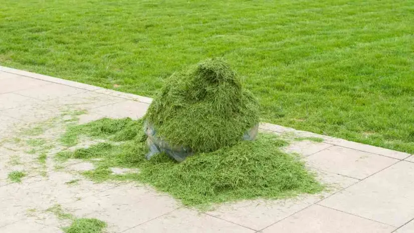 Grass clippings bagged for removal after mowing