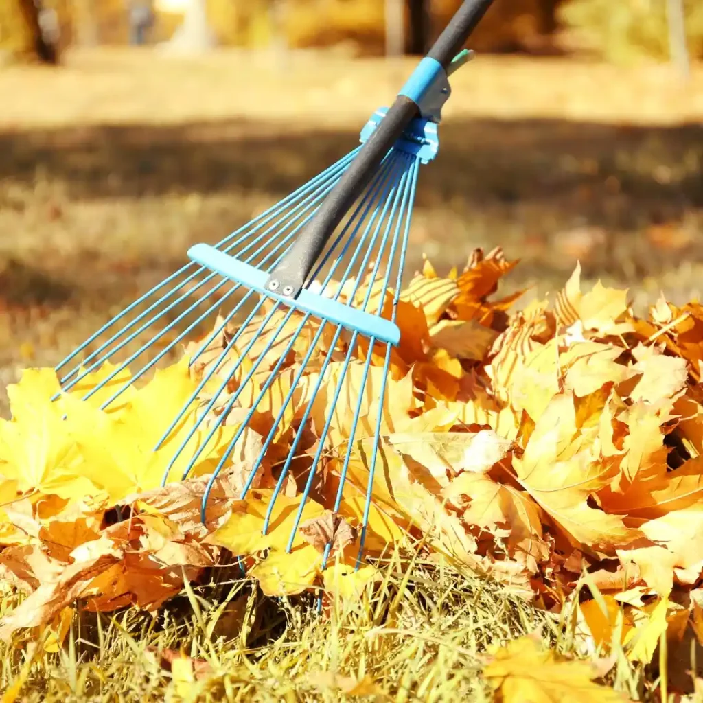 Fall Yard Cleanup