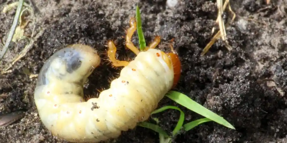 How to Tell If You Have Grubs in Your Lawn (1)