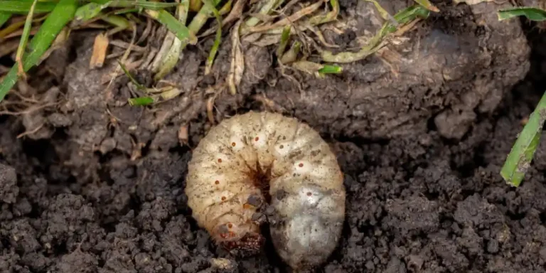 How to Tell If You Have Grubs in Your Lawn Property