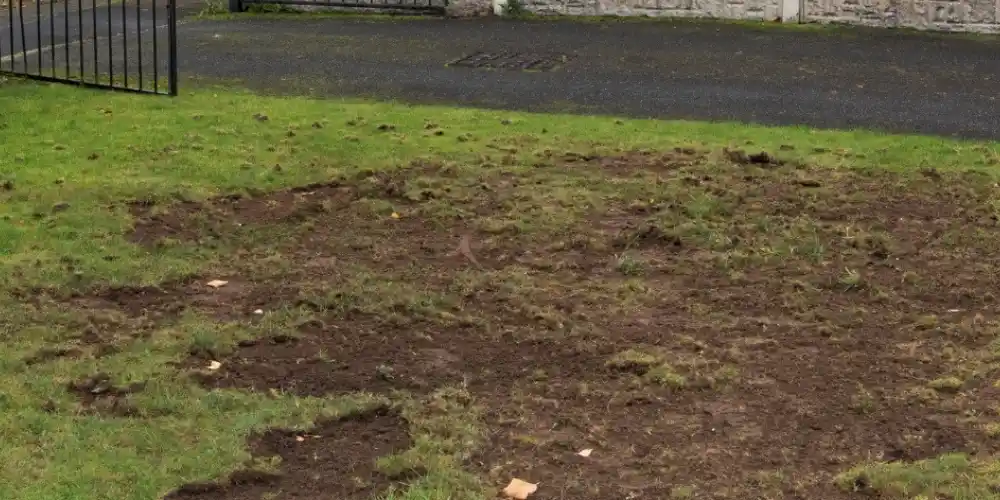 How to Tell If You Have Grubs in Your Lawn (4)