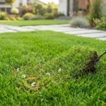 splendid landscaping service blog featured how to tell if you have grubs in your lawn a complete 2026 guide A