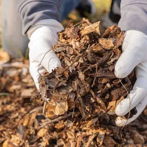 Managing Organic Waste Leaves, Branches, and Clippings