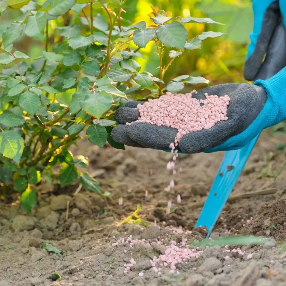 A professional applying phosphorus (P) fertilizer to a lush green lawn using a spreader for strong root development.