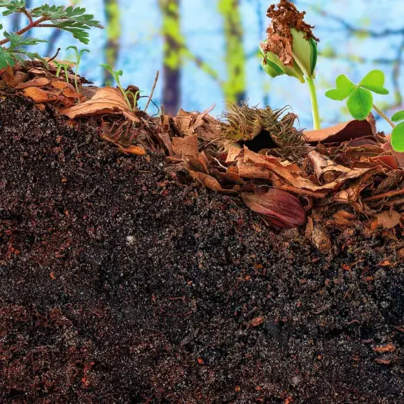 Rich, dark topsoil in a garden bed, ready for planting and providing nutrients for healthy plant growth.