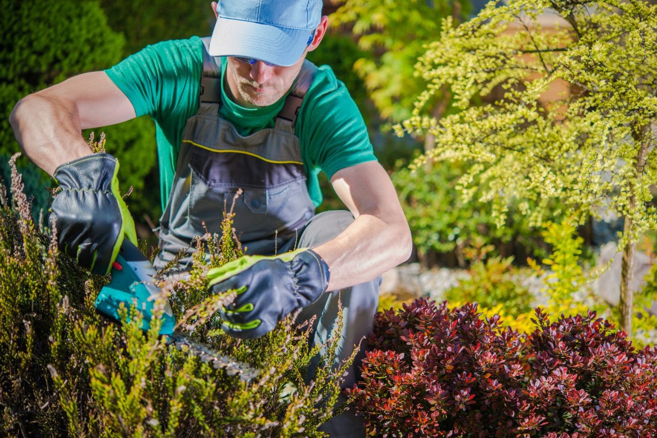 A gardener kneeling in a mixed shrub bed, shearing heather by hand with hedge shears