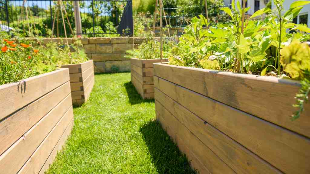 Timber raised garden beds planted with vegetables beside a lawn