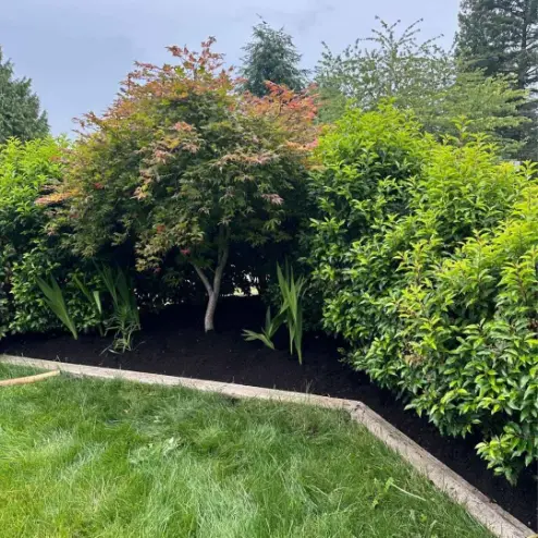 Japanese maple over a freshly mulched shrub bed beside a curved lawn edge