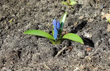 A grass seedling emerging from prepared soil
