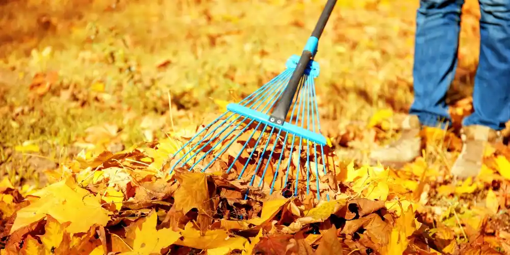 Rake pulling fallen autumn leaves clear of a lawn
