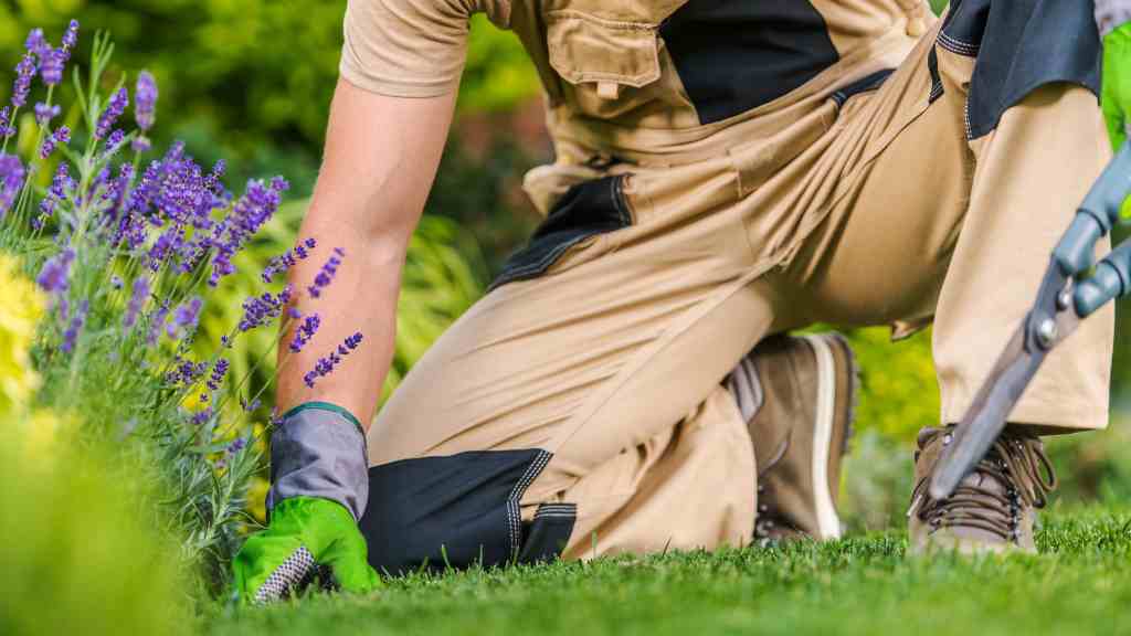 A gardener kneeling to hand weed a border beside flowering lavender