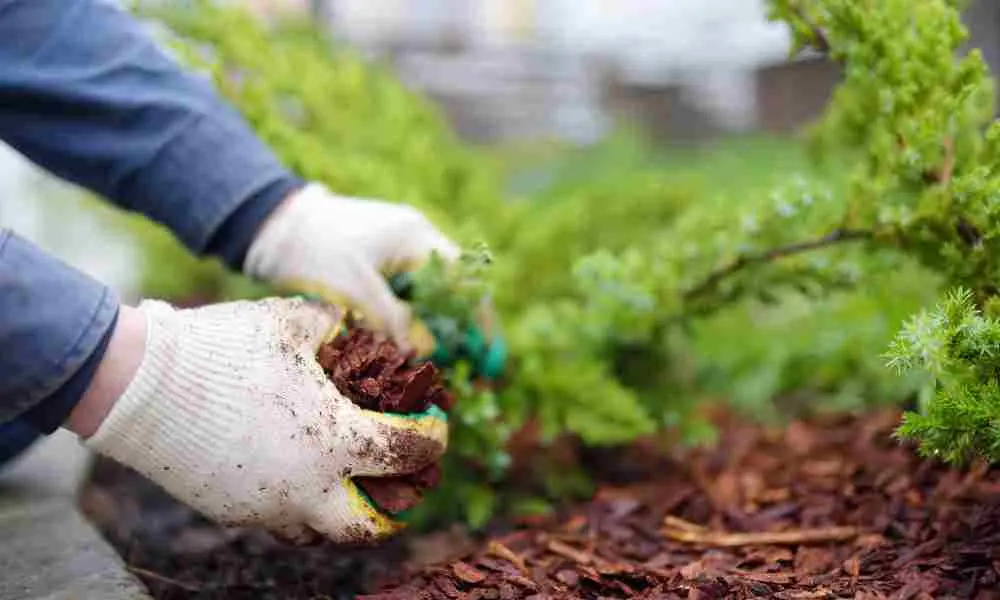 Gloved hands spreading bark mulch around a shrub in a border