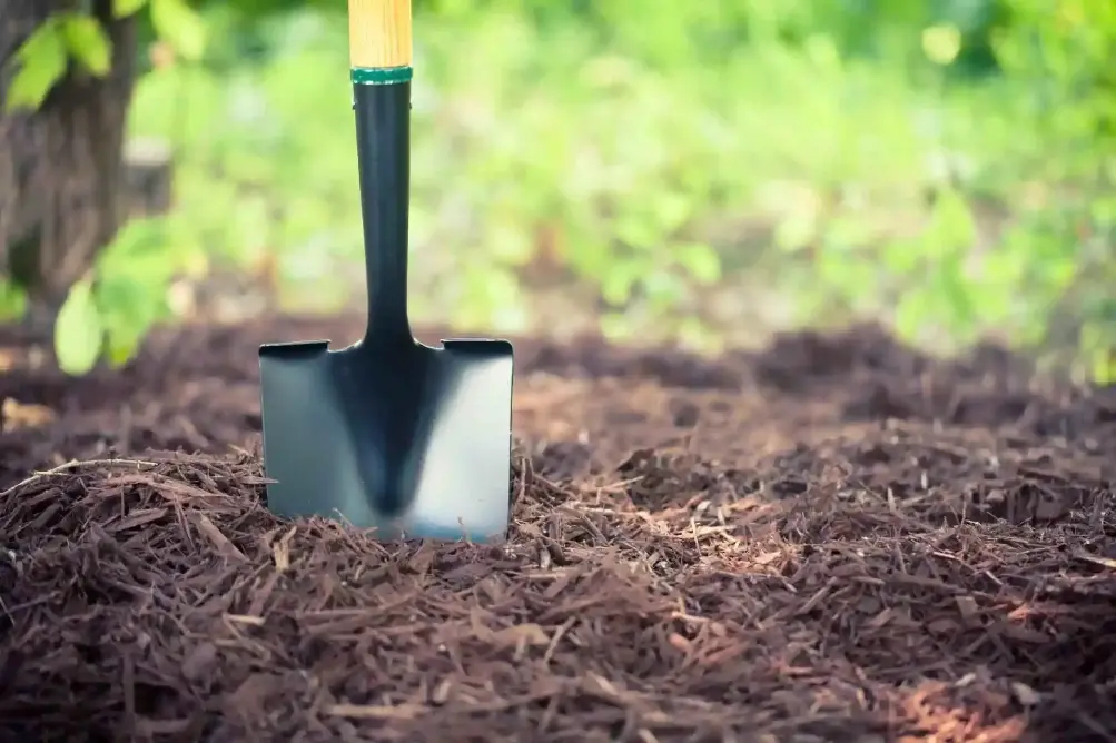 A spade standing upright in freshly spread bark mulch on a garden bed