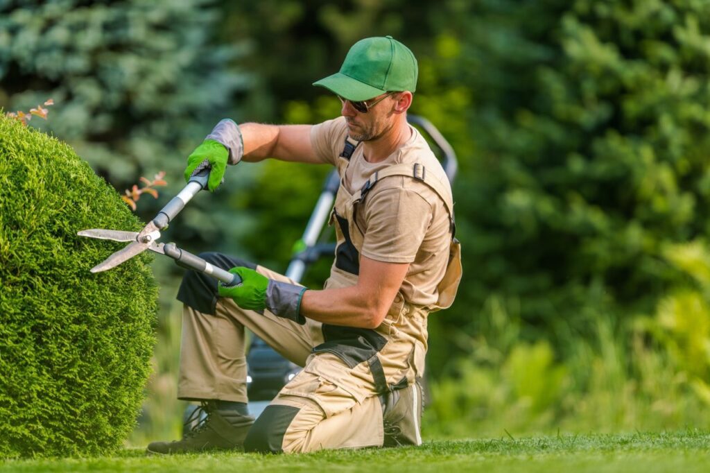 Gardener kneeling to shape a hedge with hand shears