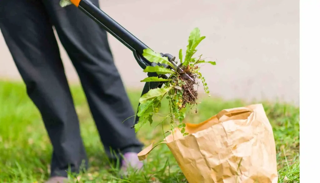 Weeds lifted from a lawn with a hand tool and bagged