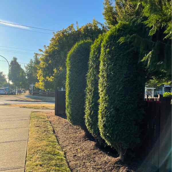 Trimmed hedge run along a Langley street with a mown verge