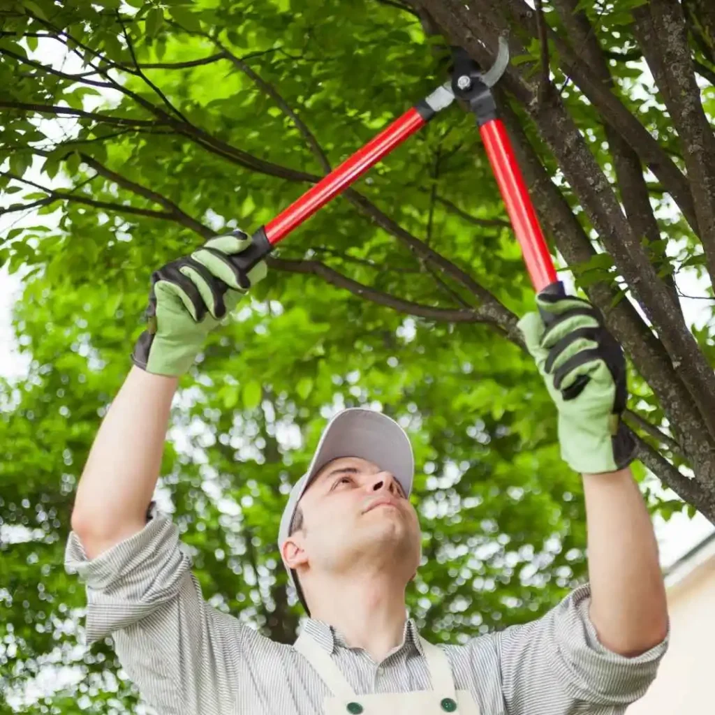 A person reaching up to cut a branch with long handled loppers