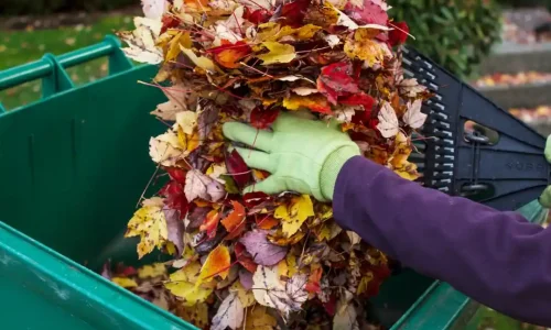 Winter Yard Cleanup