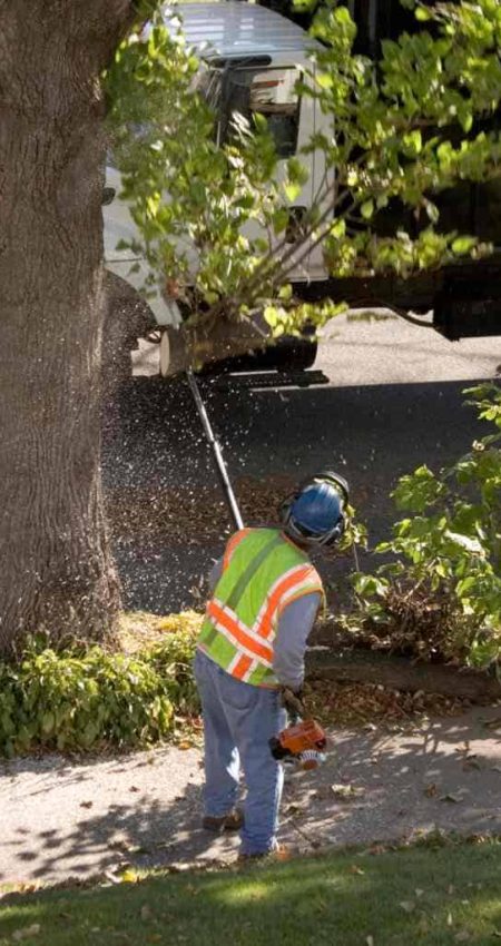 big tree being trimmed by landscaping team