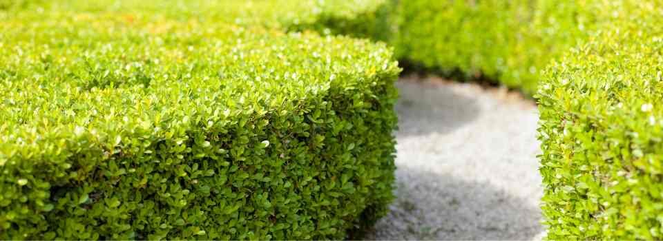 affordable and reliable hedge trimming
