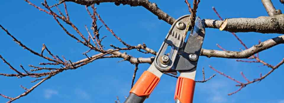 tree trimming services. Tree being trimmed for optimal health