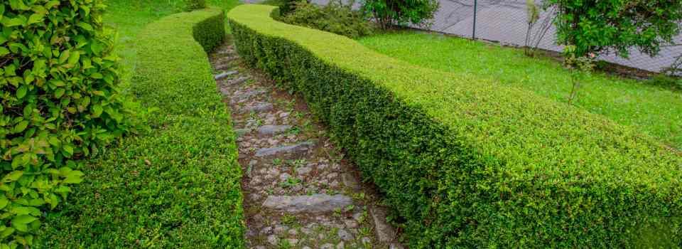 hedge trimming in fraser valley